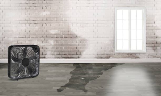 Best Flood restoration services  in Prairie Grove, AR